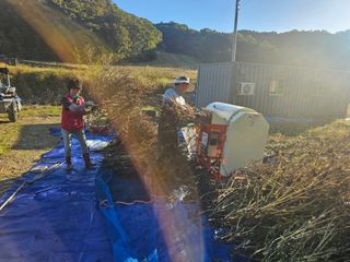 초보농부님의 들깨 · 영농일지 작성글 사진