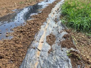 최진일님의 블루베리 · 영농일지 작성글 사진