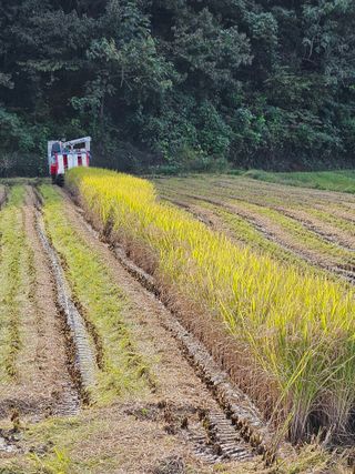 김천수님의 벼 · 영농일지 작성글 사진