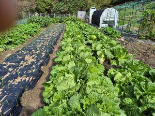 이준영님의 배추 · 영농일지 작성글 사진