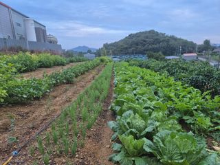 최진일님의 블루베리 · 영농일지 작성글 사진