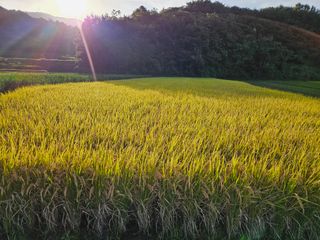 김천수님의 벼 · 영농일지 작성글 사진