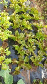 팜모닝 상추·영농일지 게시글 이미지