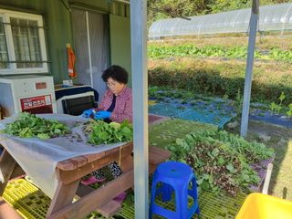 심기섭님의 기타작물 · 영농일지 작성글 사진