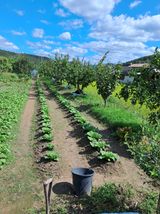 팜모닝 기타작물·영농일지 게시글 이미지