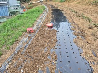 최진일님의 블루베리 · 영농일지 작성글 사진