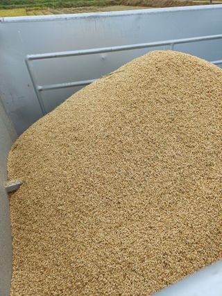 이철우님의 벼 · 영농일지 작성글 사진