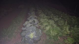 전환엽님의 파 · 영농일지 작성글 사진