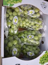 팜모닝 포도·영농일지 게시글 이미지