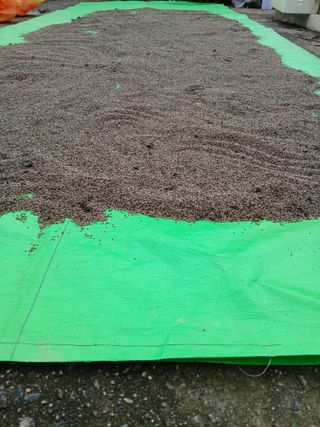 해맑은하늘님의 들깨 · 영농일지 작성글 사진