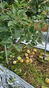 팜모닝 기타작물·영농일지 게시글 이미지