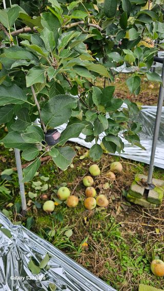 김희경머든apple님의 기타작물 · 영농일지 작성글 사진