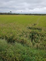 팜모닝 벼·영농일지 게시글 이미지