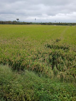 김창호 님의 벼 · 영농일지 작성글 사진