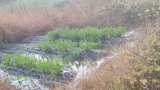 서동욱님의 기타작물 · 영농일지 작성글 사진