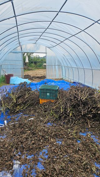 이순정님의 들깨 · 영농일지 작성글 사진