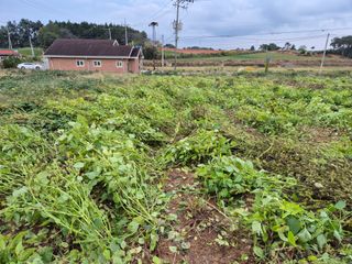 김기철님의 들깨 · 영농일지 작성글 사진