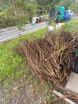 팜모닝 들깨·영농일지 게시글 이미지