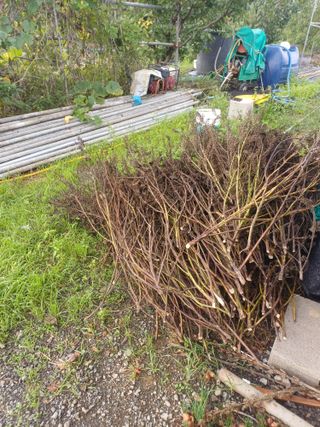 12345우각장당리님의 들깨 · 영농일지 작성글 사진