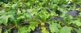 고구마15091님의 배추 · 영농일지 작성글 사진