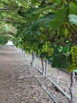 팜모닝 딸기·영농일지 게시글 이미지