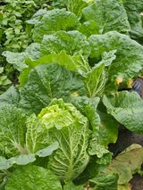 팜모닝 기타작물·영농일지 게시글 이미지