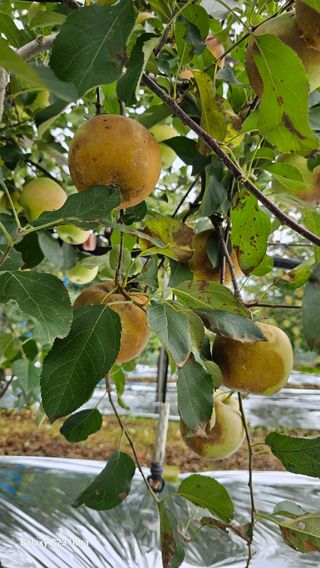 김희경머든apple님의 기타작물 · 영농일지 작성글 사진