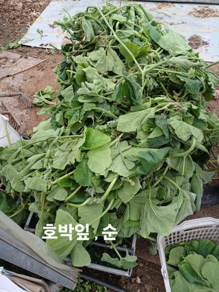 안승호님의 호박 · 영농일지 작성글 사진