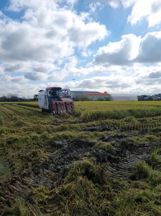정성도님의 벼 · 영농일지 작성글 사진