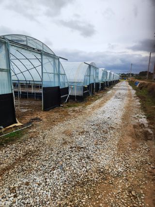 김저팔계님의 파 · 영농일지 작성글 사진