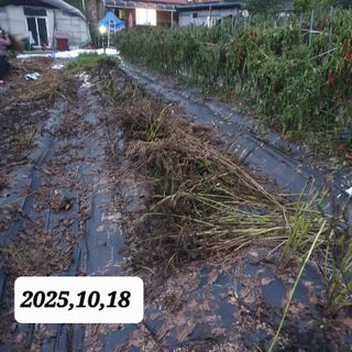 시민농장님의 들깨 · 영농일지 작성글 사진