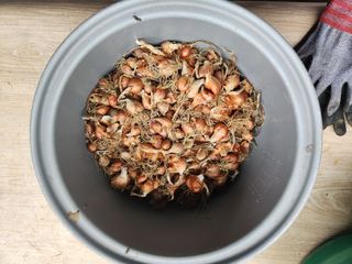 꿀복이농장님의 파 · 영농일지 작성글 사진