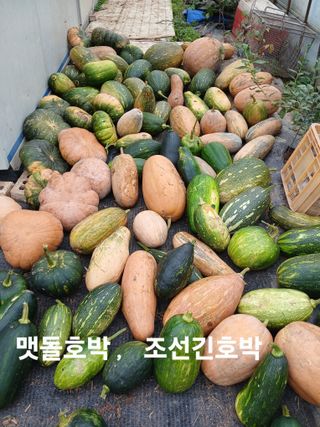 안승호님의 호박 · 영농일지 작성글 사진
