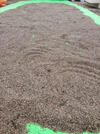 해맑은하늘님의 들깨 · 영농일지 작성글 사진