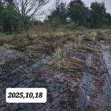 팜모닝 들깨·영농일지 게시글 이미지