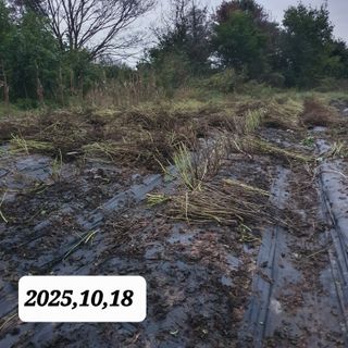 시민농장님의 들깨 · 영농일지 작성글 사진