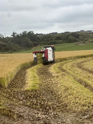 김성필님의 벼 · 영농일지 작성글 사진