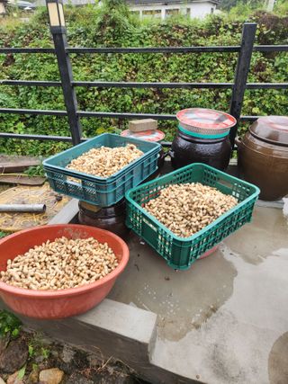 김영숙님의 기타작물 · 영농일지 작성글 사진