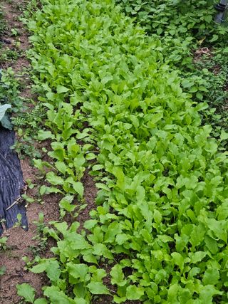 김해열님의 기타작물 · 영농일지 작성글 사진