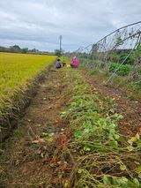 팜모닝 들깨·영농일지 게시글 이미지