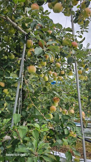 김희경머든apple님의 기타작물 · 영농일지 작성글 사진