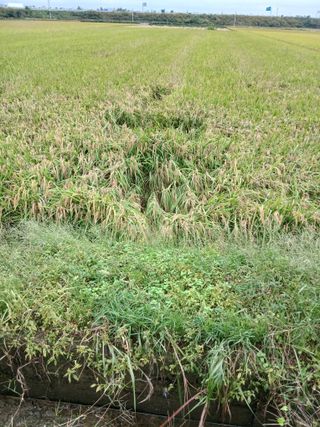 김창호 님의 벼 · 영농일지 작성글 사진