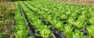 고구마15091님의 배추 · 영농일지 작성글 사진