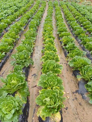 김진현님의 배추 · 영농일지 작성글 사진