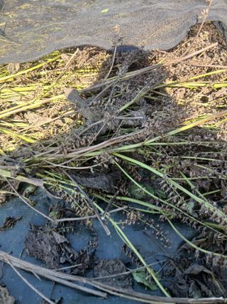 해맑은하늘님의 들깨 · 영농일지 작성글 사진