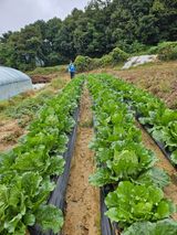 팜모닝 배추·영농일지 게시글 이미지