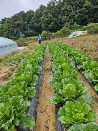 최재영님의 배추 · 영농일지 작성글 사진