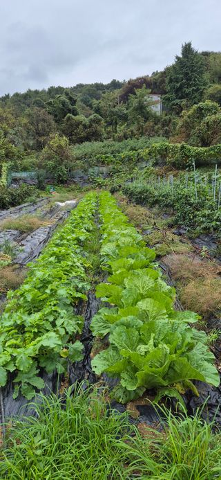 원증연님의 배추 · 영농일지 작성글 사진