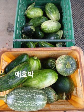 안승호님의 호박 · 영농일지 작성글 사진