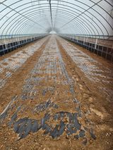 팜모닝 파·영농일지 게시글 이미지